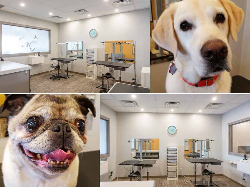 Yellow Dog Grooming