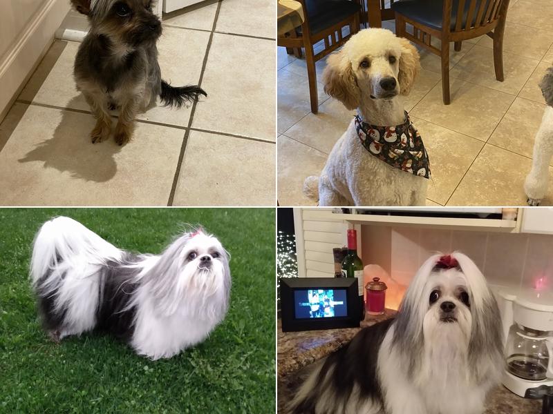 B-Pro Grooming (Main Location)