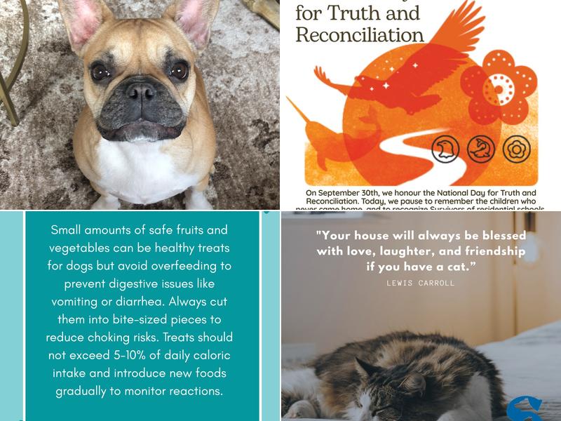 Snelgrove Veterinary Services