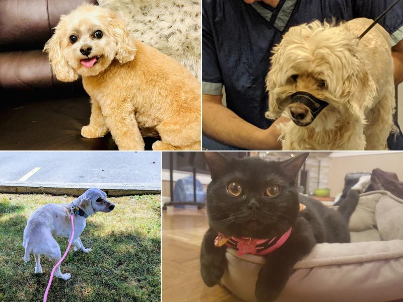 Top Dog Boutique and Spa Inc