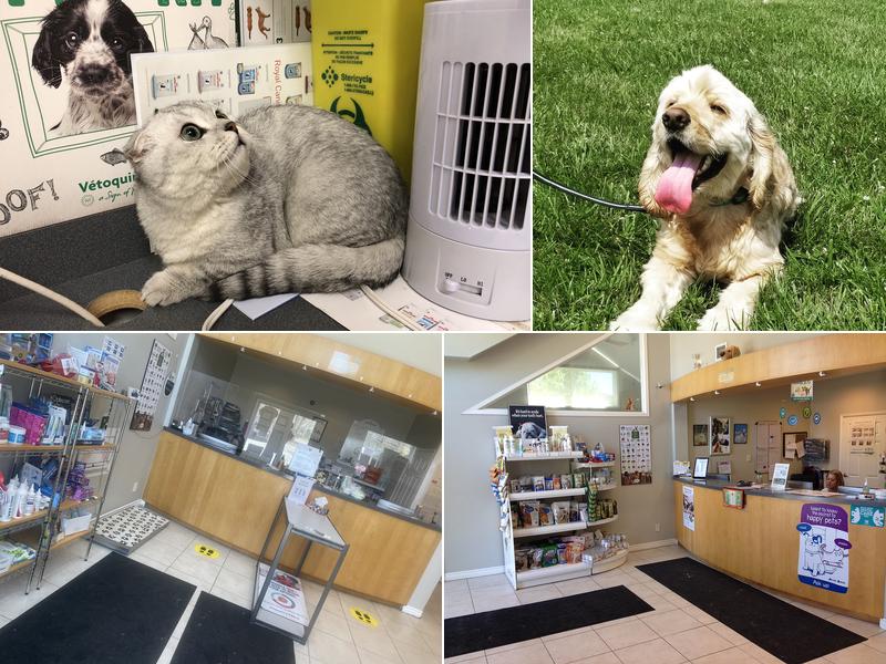 Bayview Hill Animal Hospital