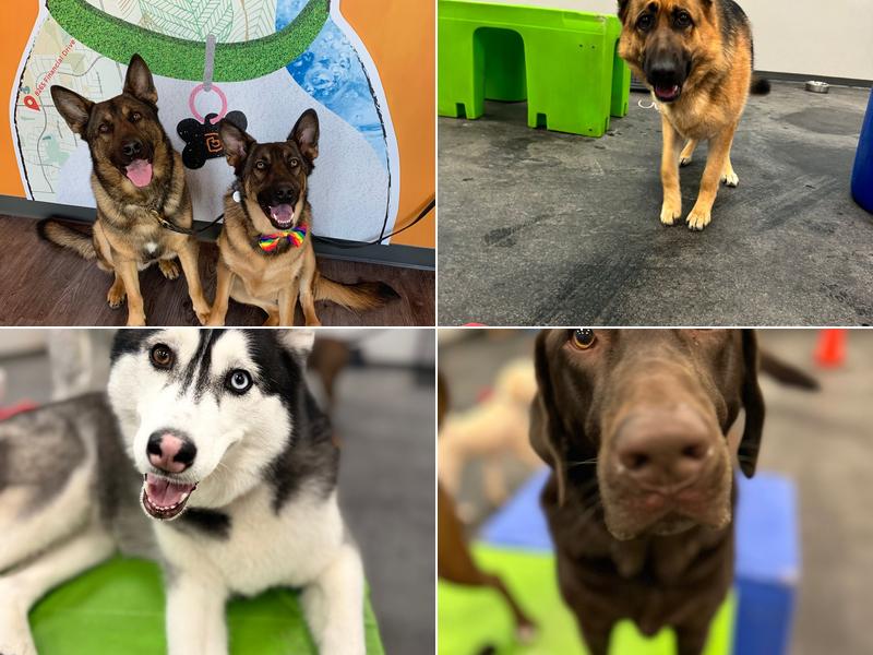 Dogtopia of Lionhead