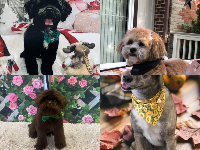 Country Paws Grooming