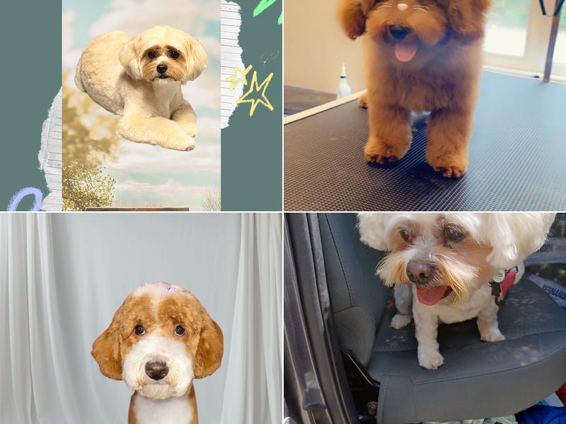 Diva Dog Pet Grooming