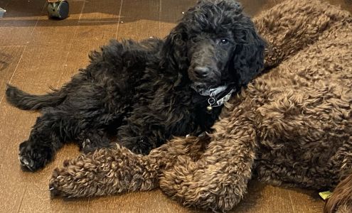 Beanies Babies Dog Grooming