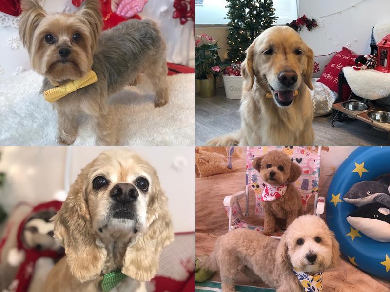 Konnichipaw Grooming