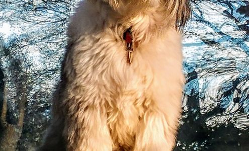 My Dog Spot Pet Grooming Inc. 911 Pape Ave, East York Ontario M4K 3V1