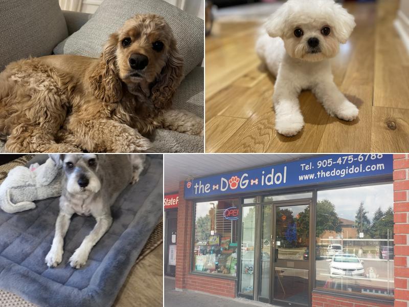 Dog Idol