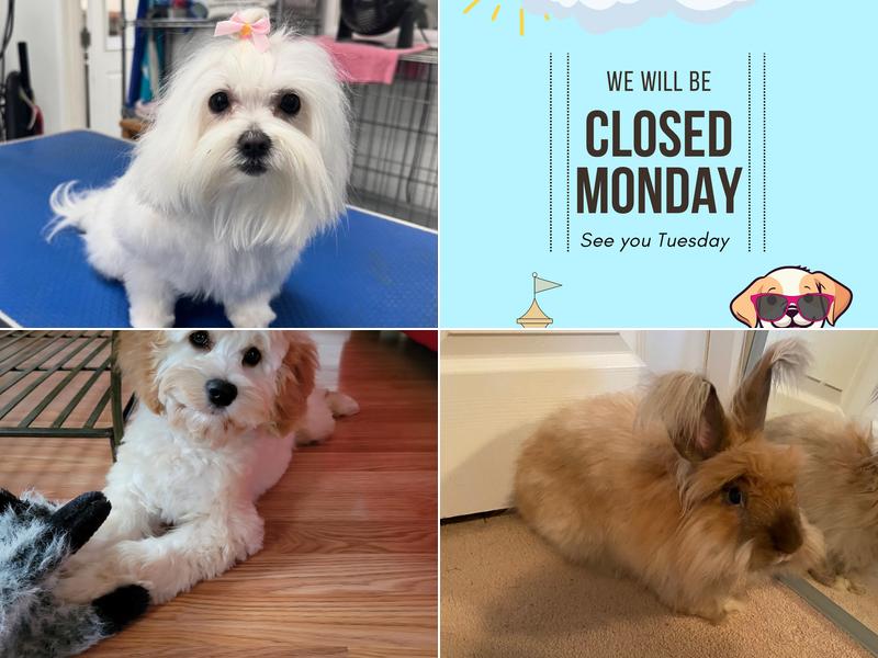 Brushcuts Professional Pet Grooming