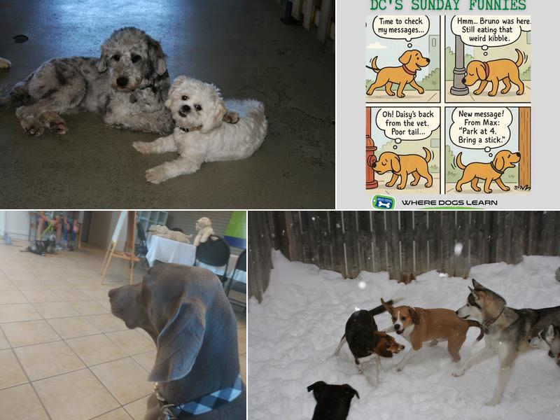 Doggie Central - Mississauga/Etobicoke