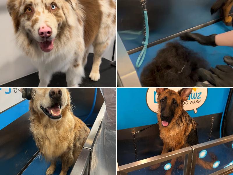 Dirty Pawz Self-Serve Dog Wash