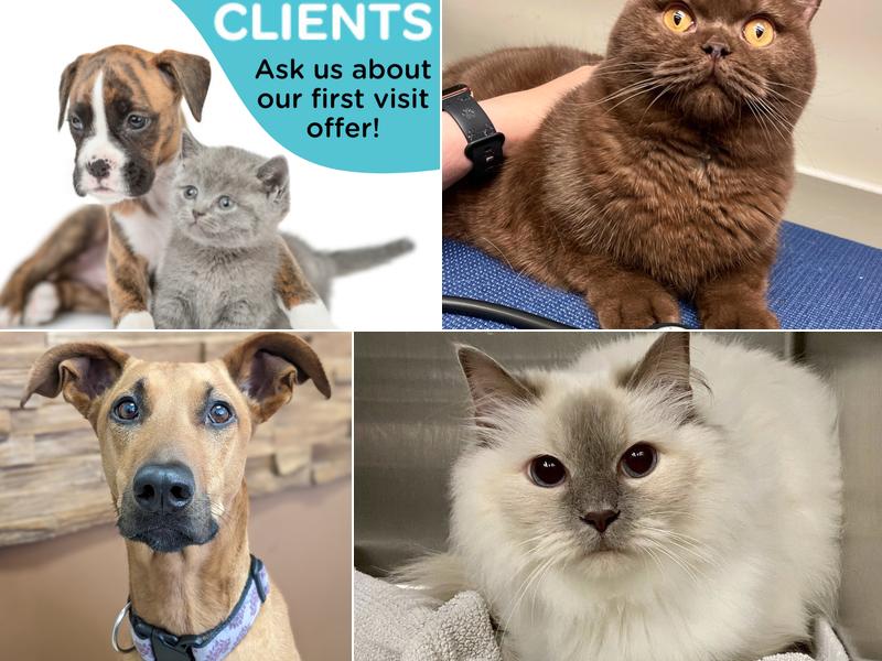 Cabbagetown Pet Clinic