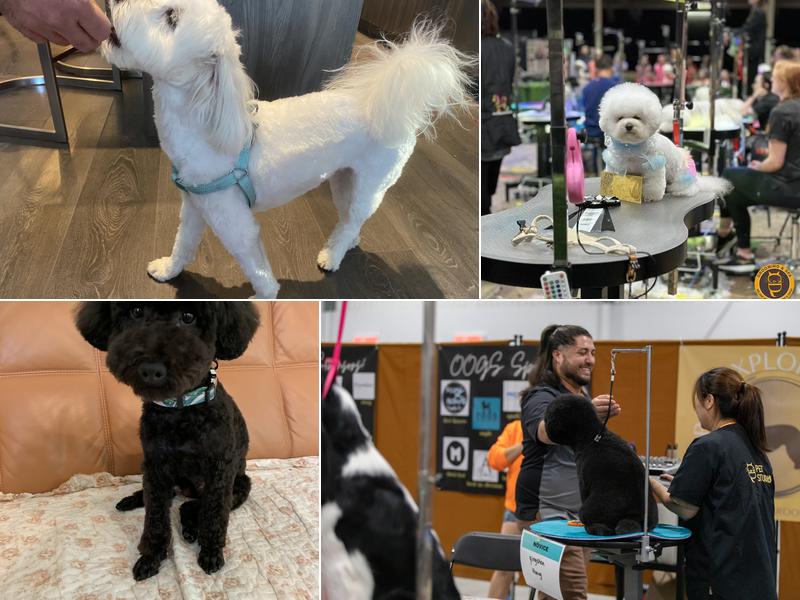 C&D Pet Studio Scarborough