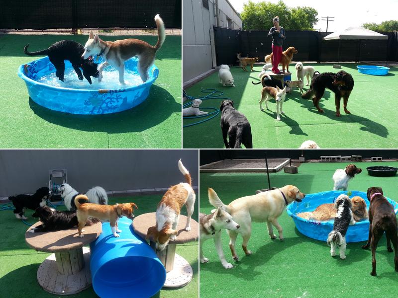 Wag Canine Recreation Centre