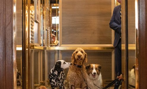 Chien Mondain - Mode Canine