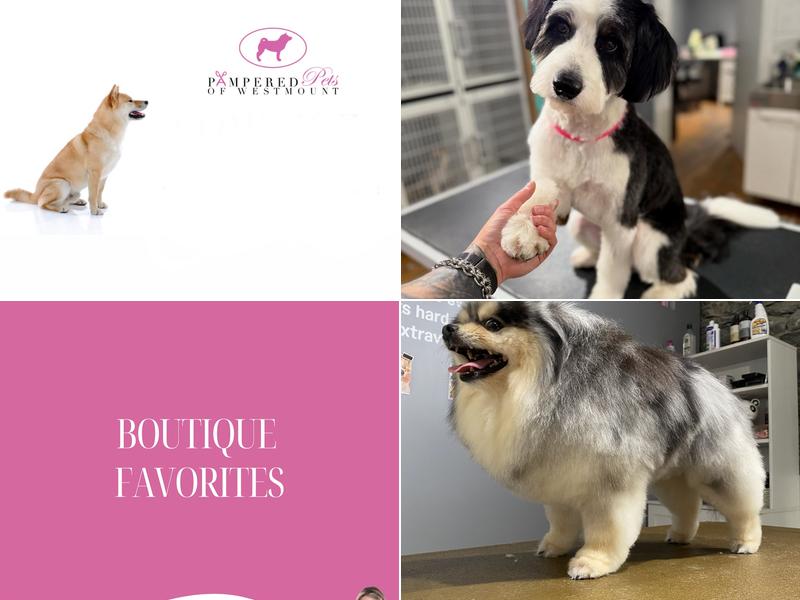 Pampered Pets of Westmount