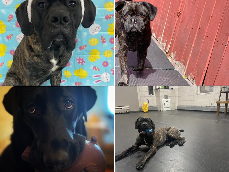 BARK AVENUE MONTREAL