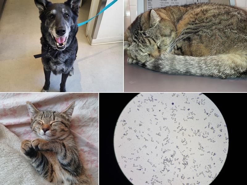 Clinique Vétérinaire Monkland