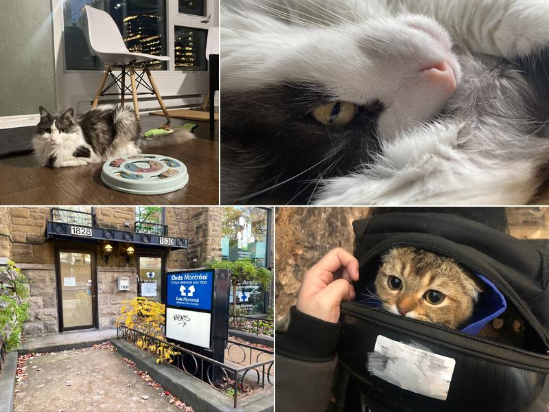 Chats Montréal