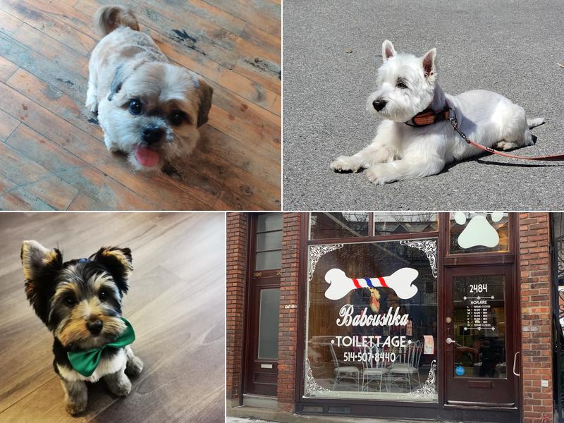 Baboushka Toilettage