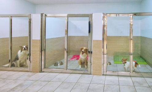 Pet Animal Domain Trois-Rivieres