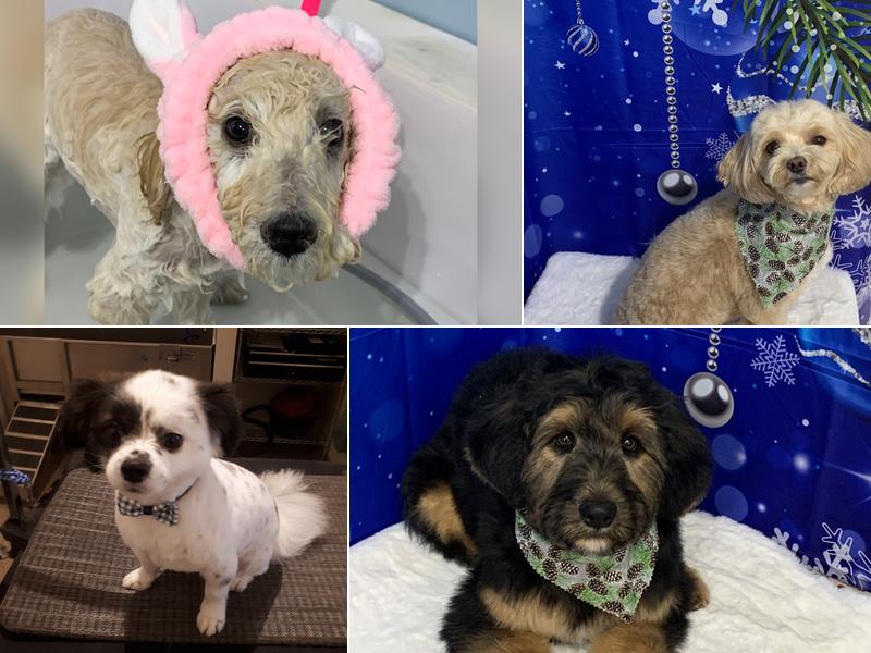 Ruff and Fluff Grooming