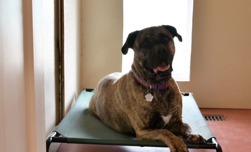 Lucky Doggy Pet Resort