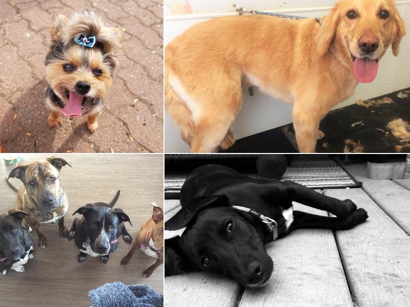 Peticoat Junction & Barkery