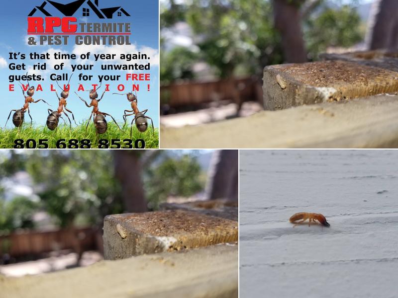 RPG Termite & Pest Control
