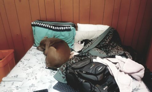 Colorado Comfort Pros Bailey