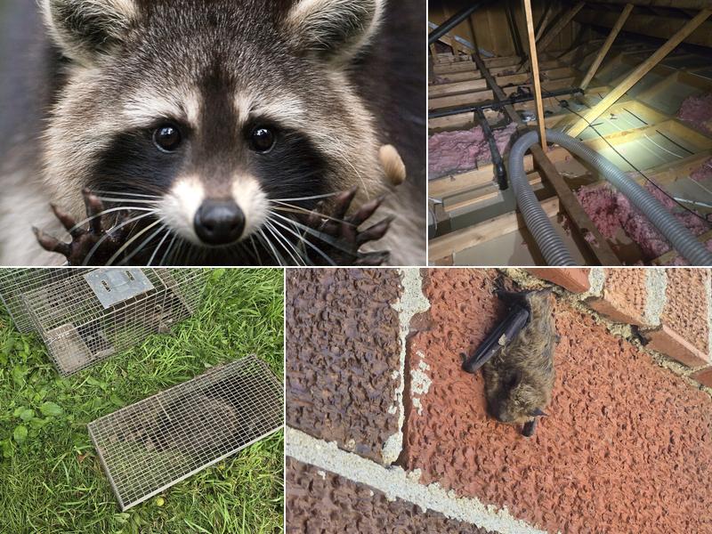 Envision Wildlife & Pest Control Services