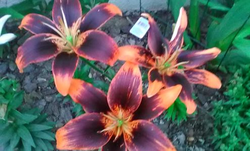 Hales Heating & Air Conditioning