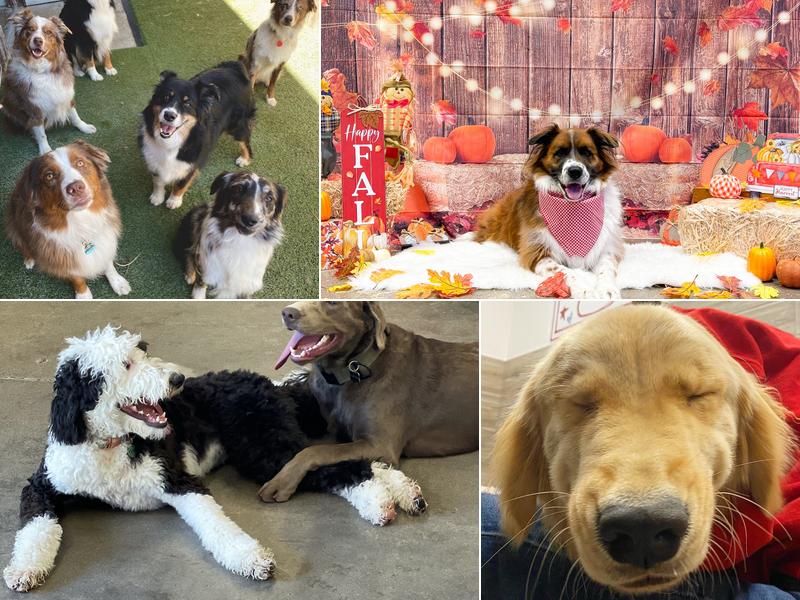 Camp Bow Wow Scottsdale North