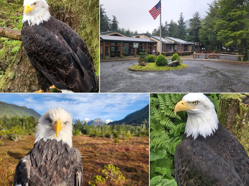 Alaska Raptor Center