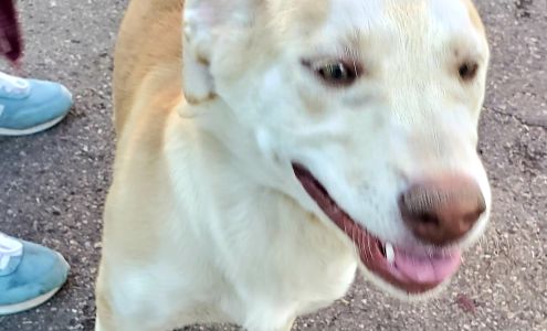 Arf-Anage Dog Rescue