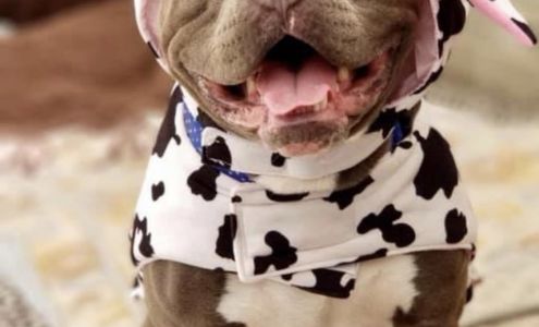 DR Doghouse Bully Crew Rescue