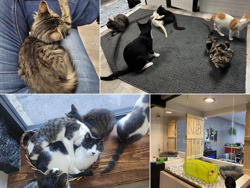 Catnap Hangout & Adoptions