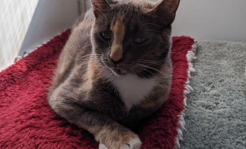 Homeless Cat Network