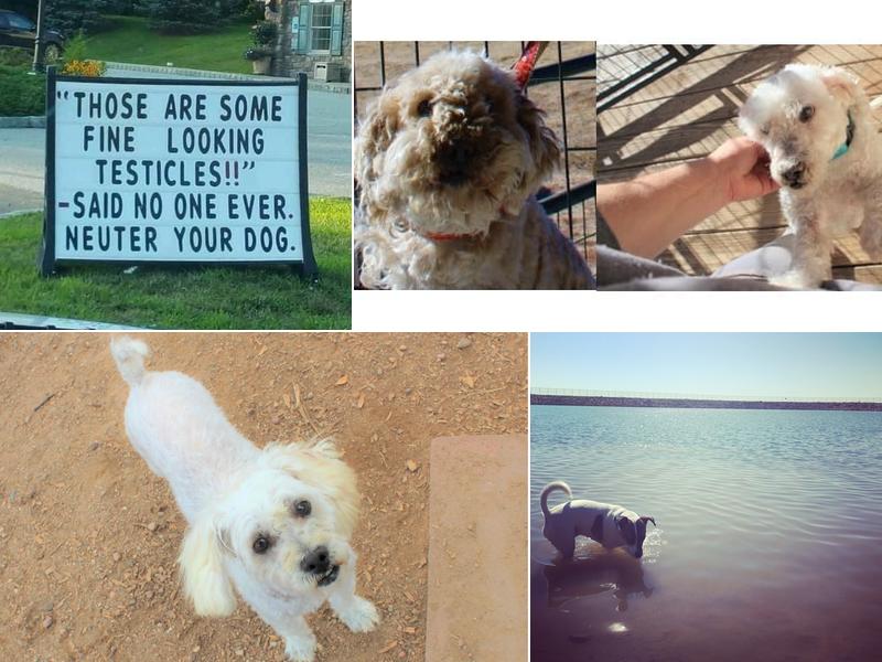 Painted Paws for Veterans