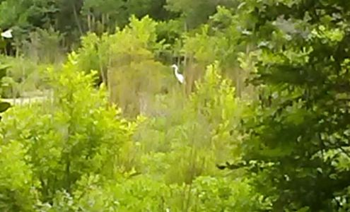 St Francis Wildlife Association Inc. 5580 Salem Rd, Quincy Florida 32352