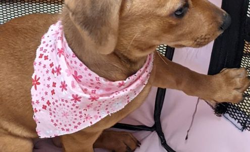 Marrvelous Pet Rescues