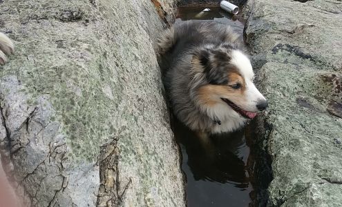 Lucky Lab Rescue Inc 10594 N 150 E, Lewisville Indiana 47352