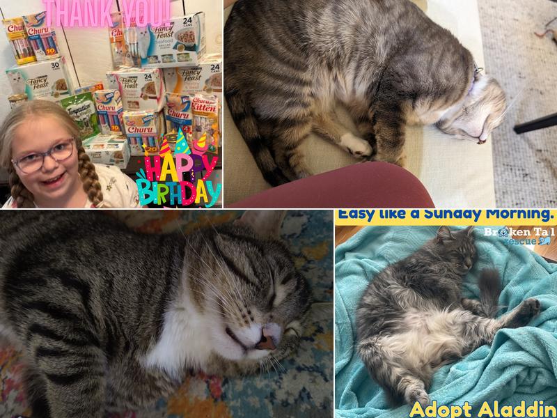 Broken Tail Rescue Cat Adoption Center