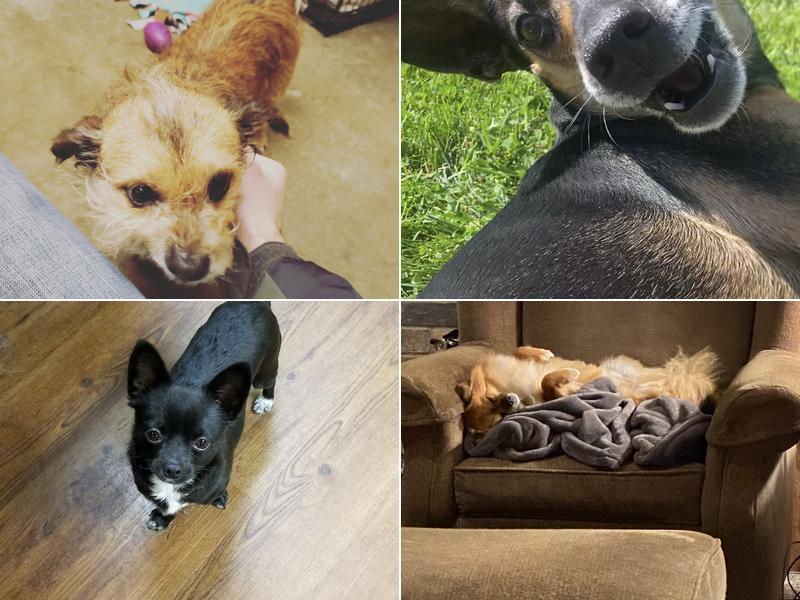 Mackenzie’s Animal Sanctuary