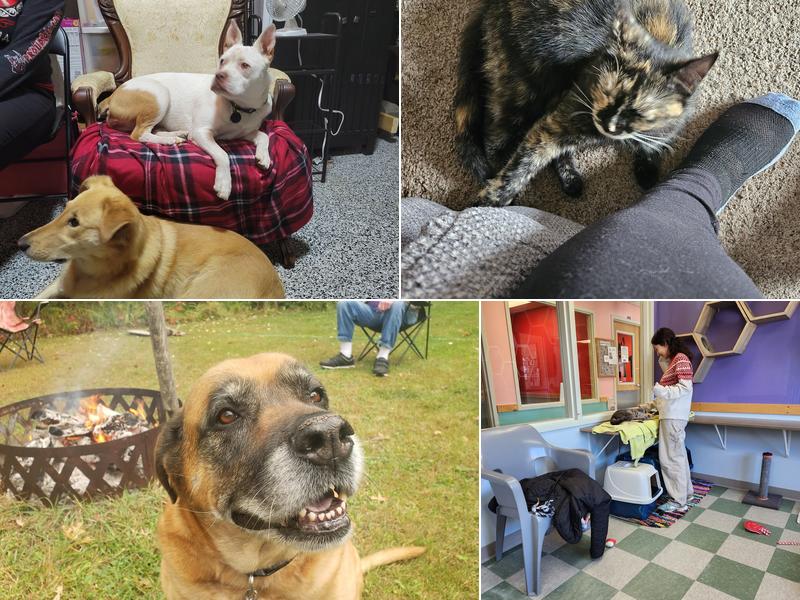 Hawk Creek Animal Shelter