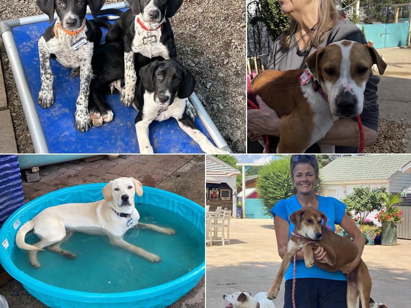 Saving Grace Animals for Adoption NC