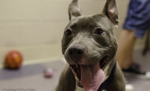 Humane Society of Harrisburg Area, Inc.