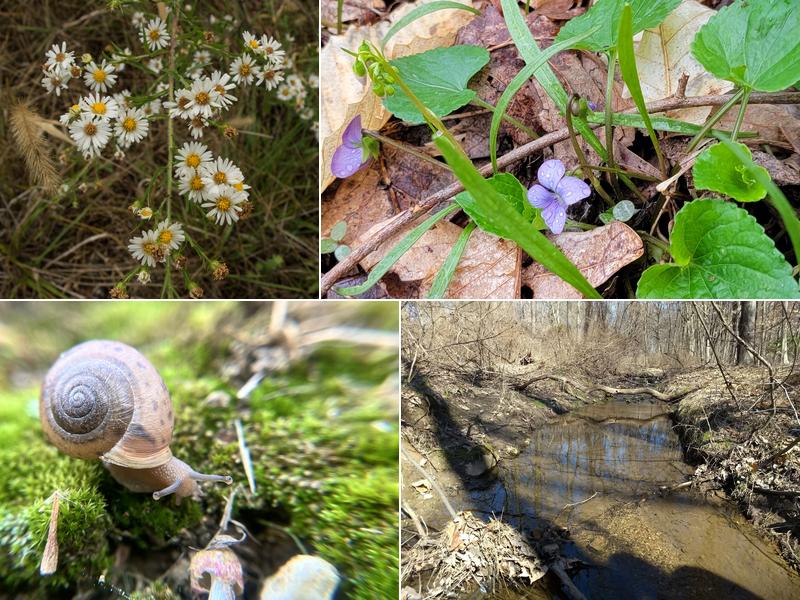 Natural Lands' Willisbrook Preserve