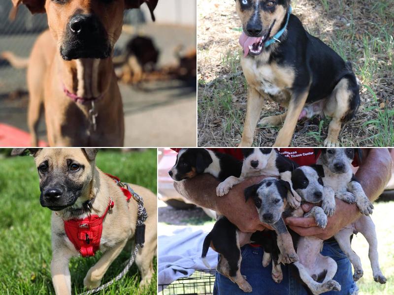 Cowboy Capital Pet Assistance League - CCPAL