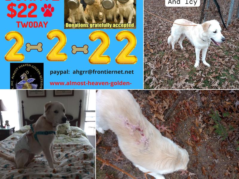 Almost Heaven Golden Retriever